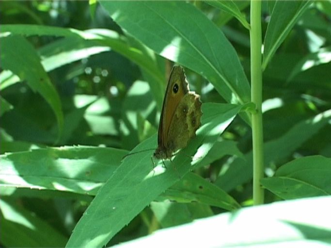 Rotbraunes Ochsenauge ( Pyronia tithonus ), Flügelunterseite : Brüggen, Brachter Wald, 10.07.2005